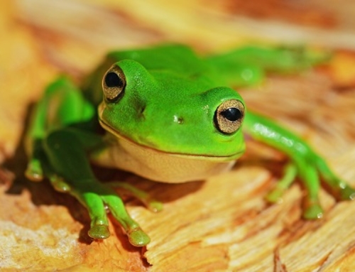 La métaphore de la grenouille cuite